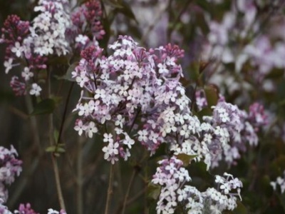 東北丁香花幾月種植？