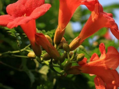 凌霄花在夏季怕熱嗎？