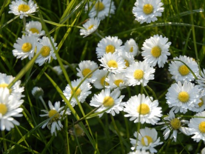 雛菊種子發(fā)芽溫度？