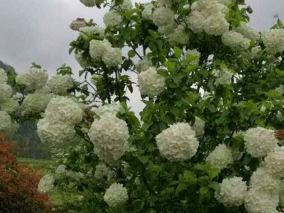 木本繡球花怕凍嗎？