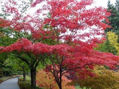 日本紅楓幾月移栽？