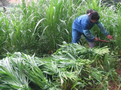 皇竹草會(huì)開(kāi)花結(jié)果嗎