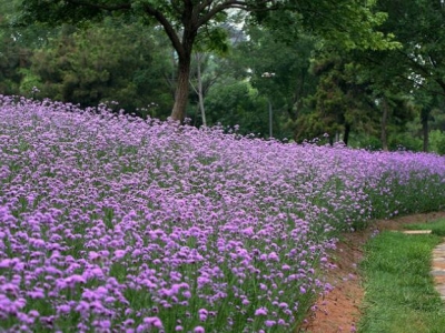 柳葉馬鞭草修剪后還能開(kāi)花嗎