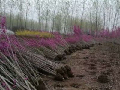 家里種紫荊花樹好嗎