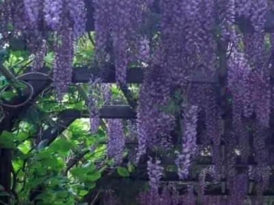 紫藤花開(kāi)在幾月份