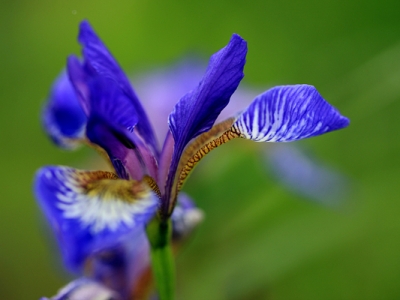 東北幾月種馬蘭花？