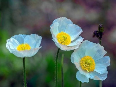 青島常見的花壇花卉是哪些？