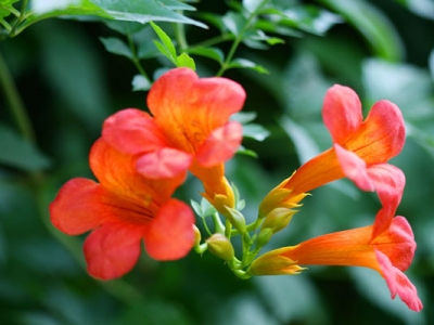 美國凌霄花種植時間是什么時候？