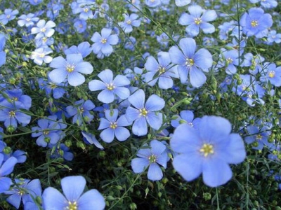 藍(lán)花亞麻種植方法和時(shí)間