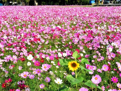 什么花卉種子發(fā)芽的速度快？