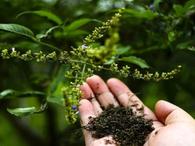 黃荊條種子什么時候播種？