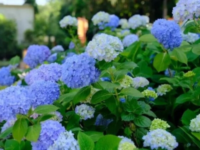 繡球花種子發(fā)芽溫度