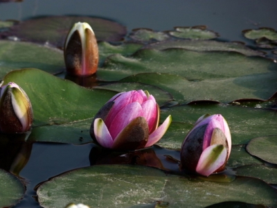 6月種睡蓮還能開花嗎？