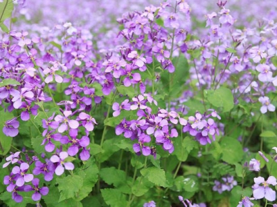 二月蘭5月種還能開(kāi)花嗎？