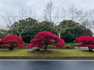 夏季移栽紅花繼木成活率高嗎？