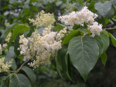 暴馬丁香花語(yǔ)和寓意是什么？