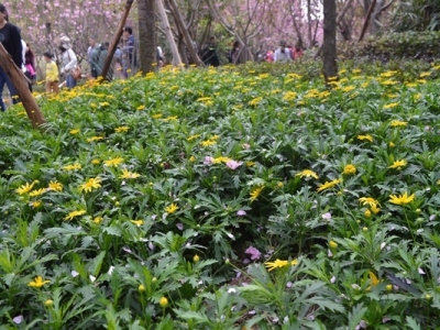 串葉松香草花語(yǔ)是什么？