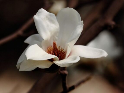 黑龍江地區(qū)能夠栽植玉蘭花樹嗎