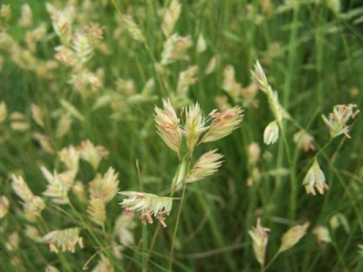 野牛草種子的種植方法