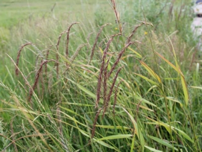 披堿草種植技術(shù)復(fù)雜嗎？