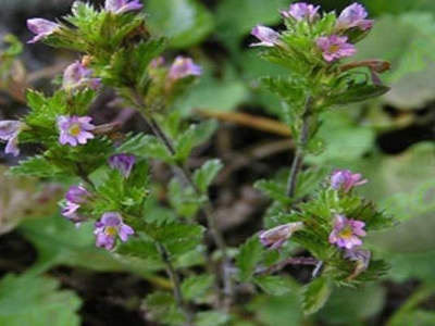 小米草怎么種植？