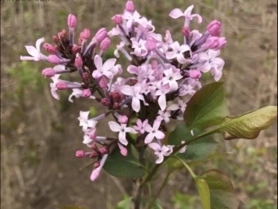 丁香花樹(shù)怎么種