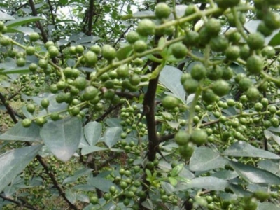 湖南湖北哪里種花椒