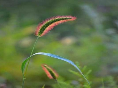 狗尾巴草有紫色的嗎？