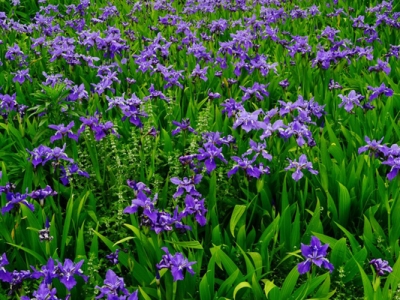 馬蘭花什么時(shí)候移植好？