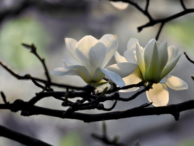 玉蘭花樹什么時候栽植好？