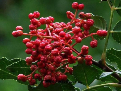 花椒籽夏季播種好嗎？