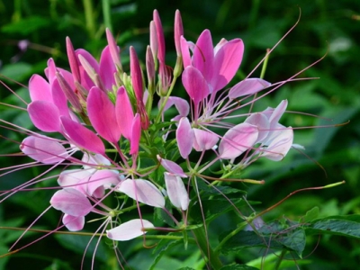 醉蝶花夏季播種可以嗎？