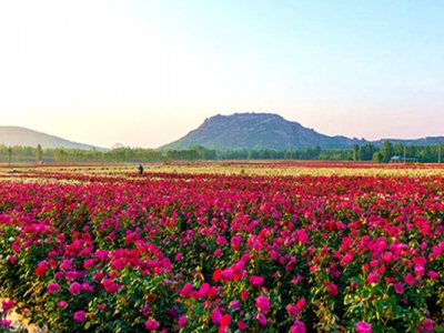 玫瑰花可以夏天播種嗎？