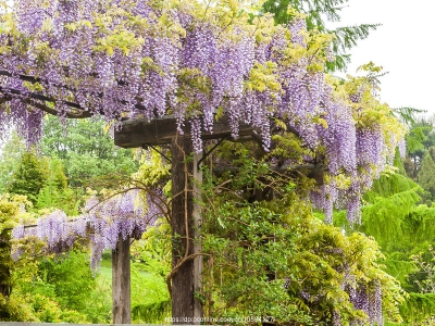 紫藤蘿花生長在哪里，如何種植呢？