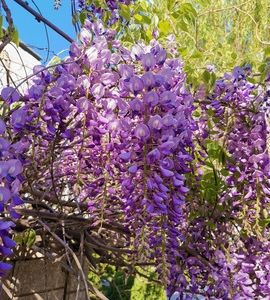 哪里能買到長(zhǎng)花紫藤樹