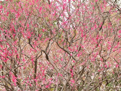 梅花樹大概能長多高