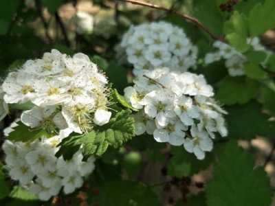 繡線菊哪個(gè)品種好看？