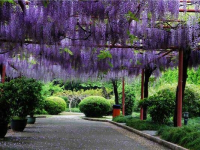 紫藤花哪一品種最好？