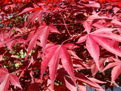 日本紅楓哪個品種最紅？