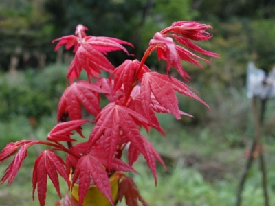 中國紅楓哪個品種最紅？