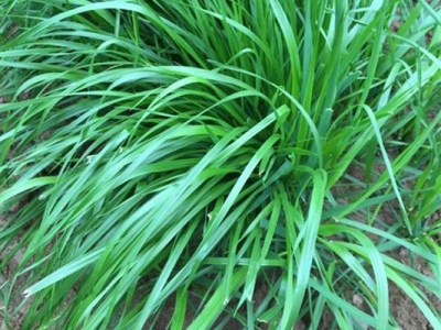 黑麥草幾年生植物？