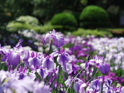 花菖蒲什么時候可以栽種？