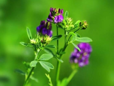 河堤上種植牧草有什么