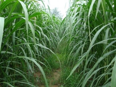 在山東種植牧草有什么