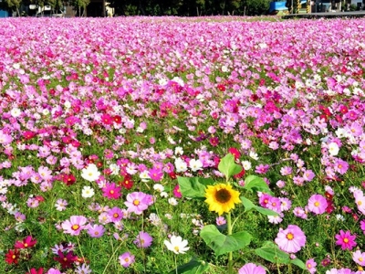 格桑花種子隔年還能發(fā)芽嗎？