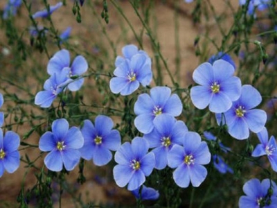 勿忘草和藍(lán)花亞麻哪個(gè)花大？