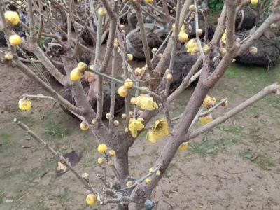 臘梅花樹(shù)苗多少錢(qián)一棵