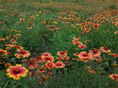 宿根天人菊種子夏季能種嗎？