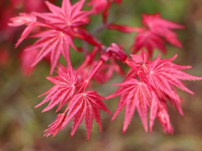 紅楓是一種草本植物嗎？