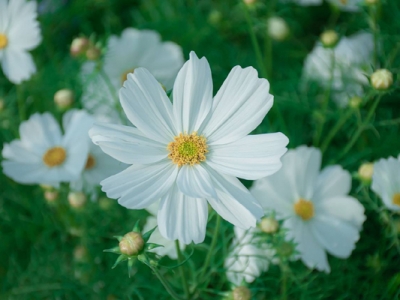 什么時(shí)間種波斯菊？